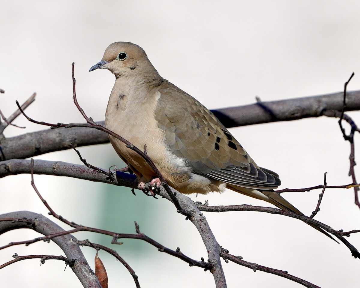 Зенаїда північна - ML646750074