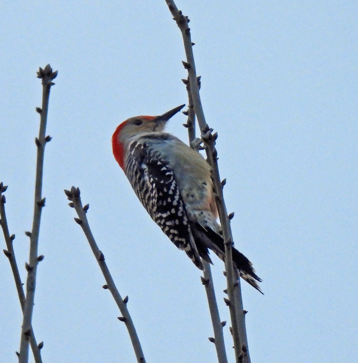 Red-bellied Woodpecker - ML646750076