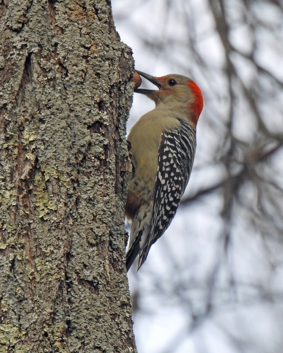 Red-bellied Woodpecker - ML646750077
