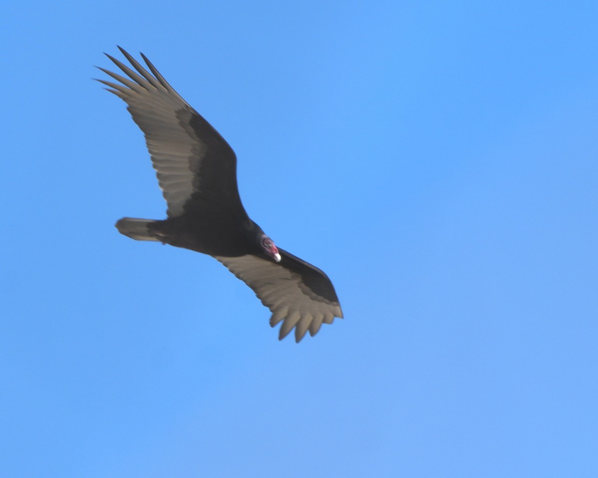 Катарта червоноголова - ML646750078