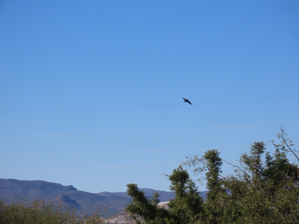 עורב שחור - ML646750085