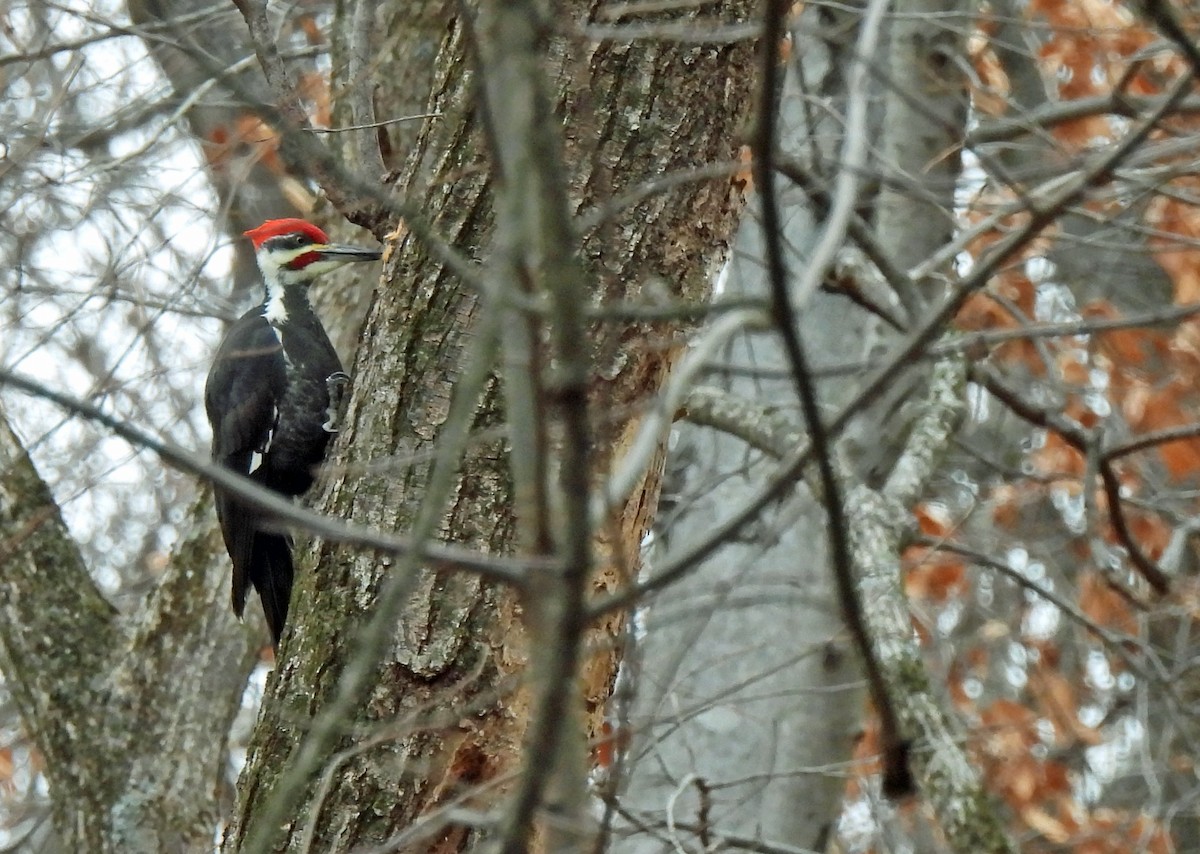 Pileated Woodpecker - ML646750086