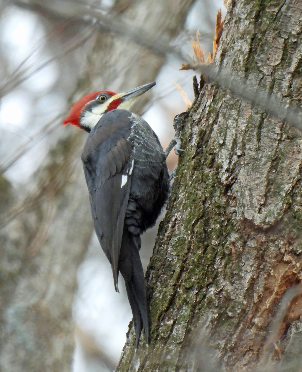 Pileated Woodpecker - ML646750088