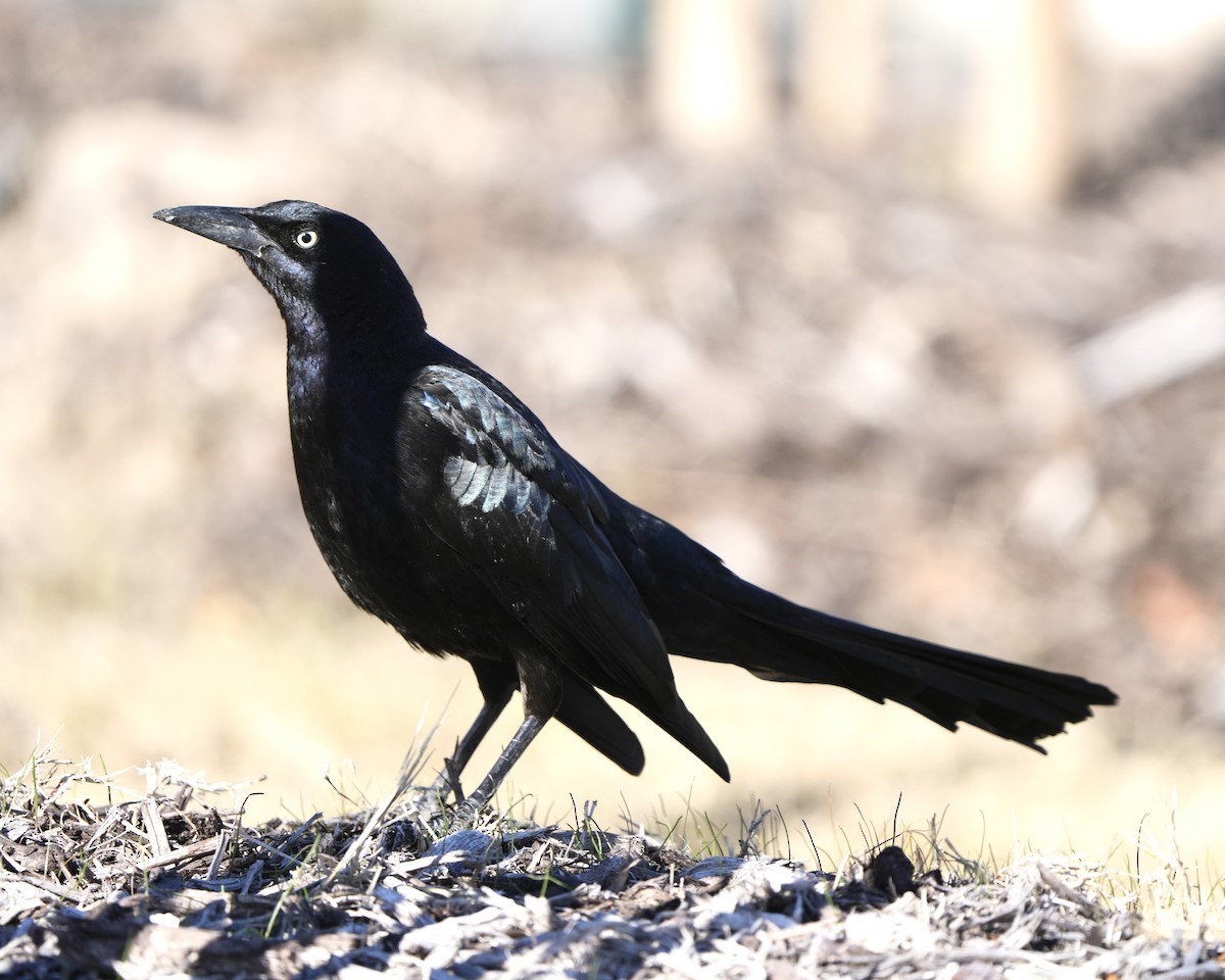 Гракл великохвостий - ML646750091