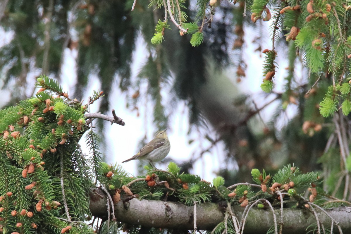 Cape May Warbler - ML646750092