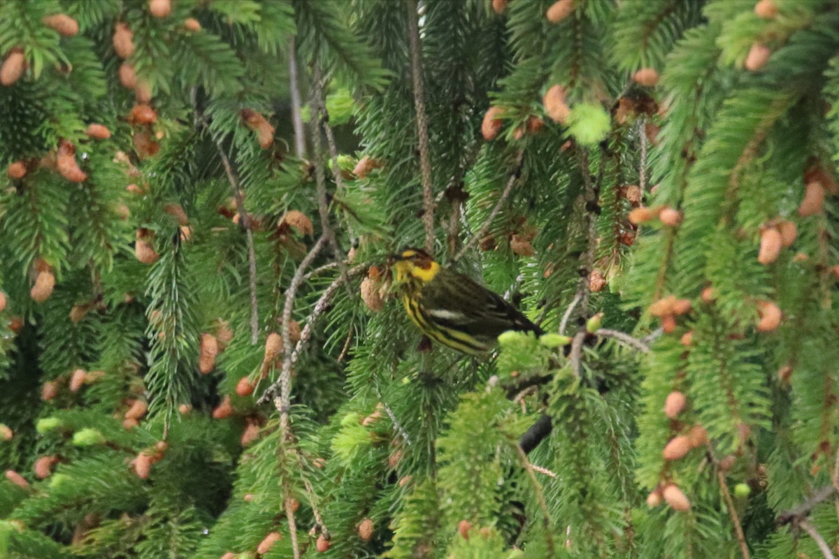 Cape May Warbler - ML646750093