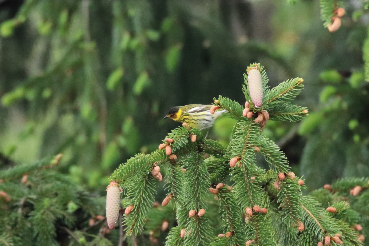 Cape May Warbler - ML646750094