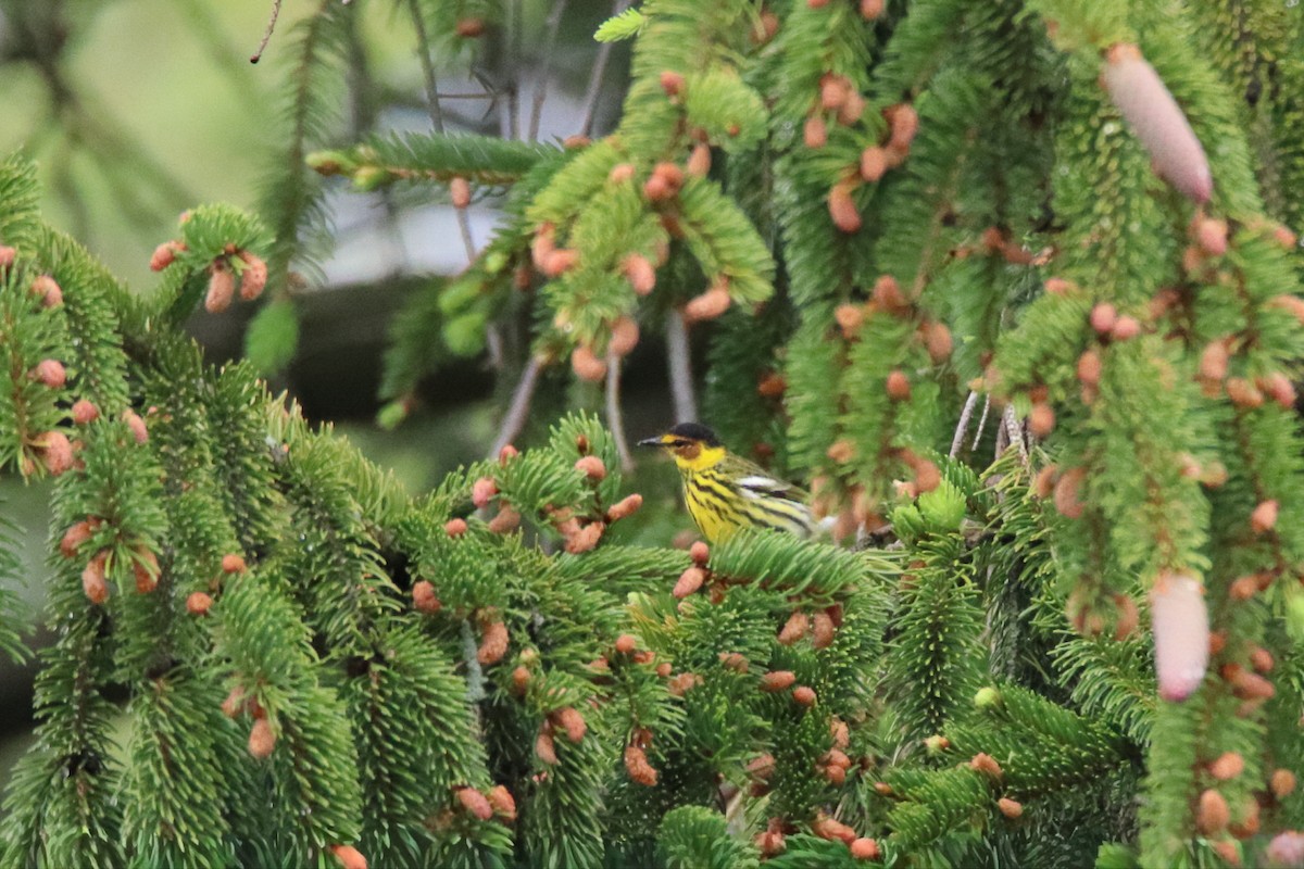 Cape May Warbler - ML646750095
