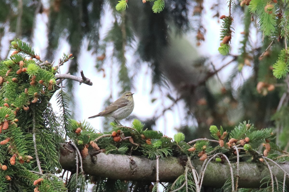 Cape May Warbler - ML646750096