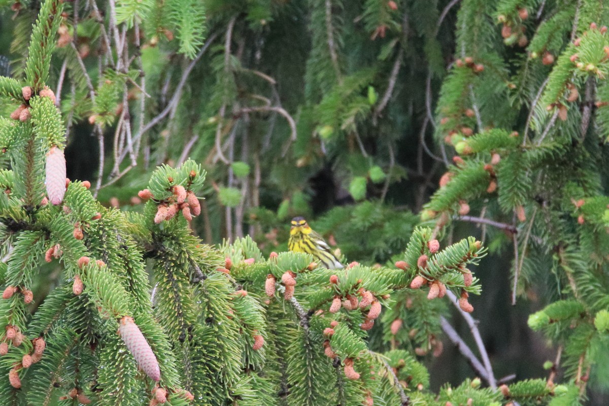 Cape May Warbler - ML646750097