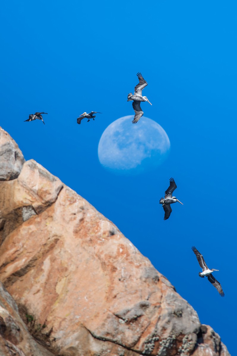 Brown Pelican - ML646750100