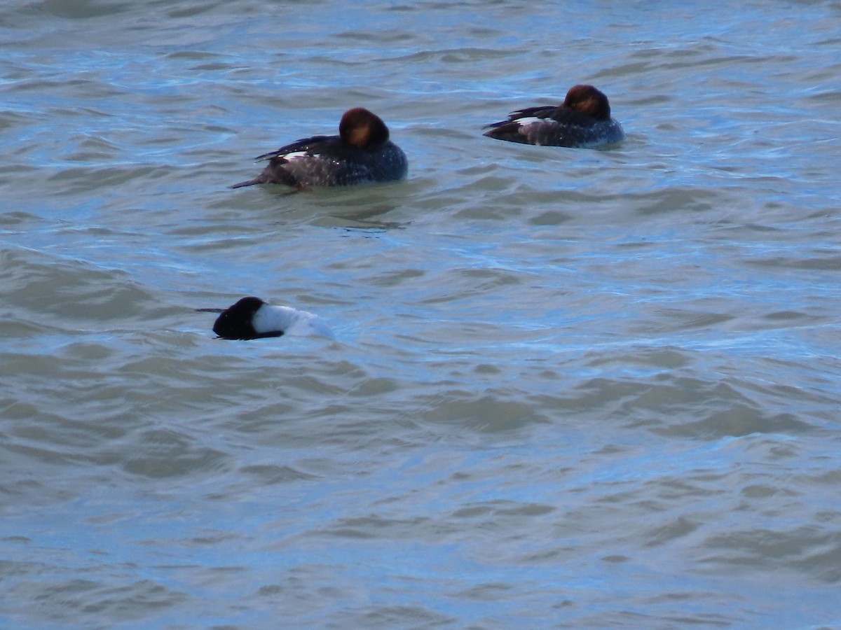 鵲鴨 - ML646750104