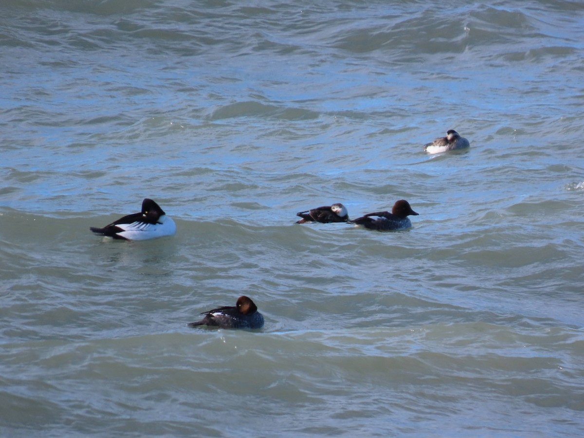 鵲鴨 - ML646750111