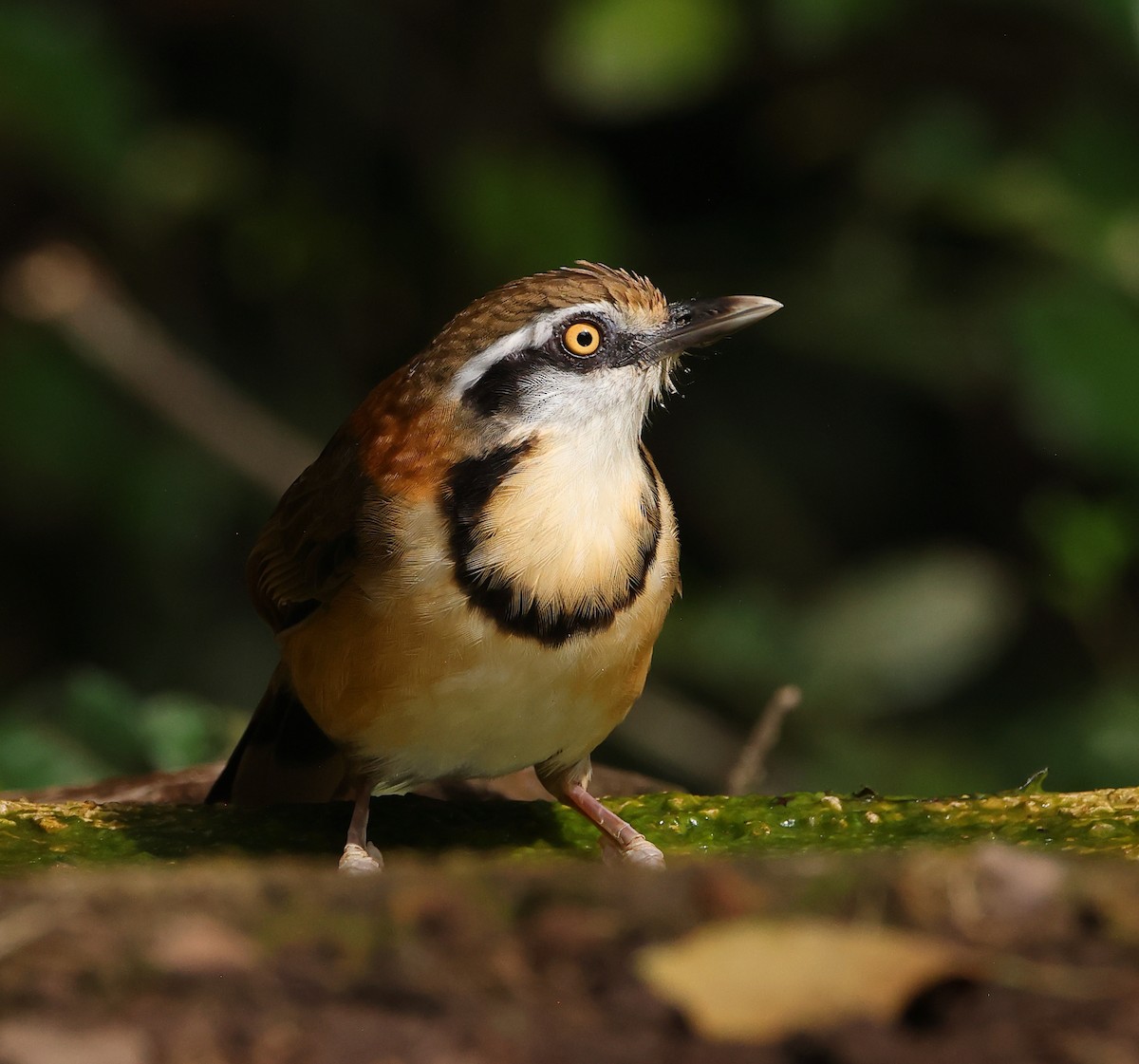 Lesser Necklaced Laughingthrush - ML646750123