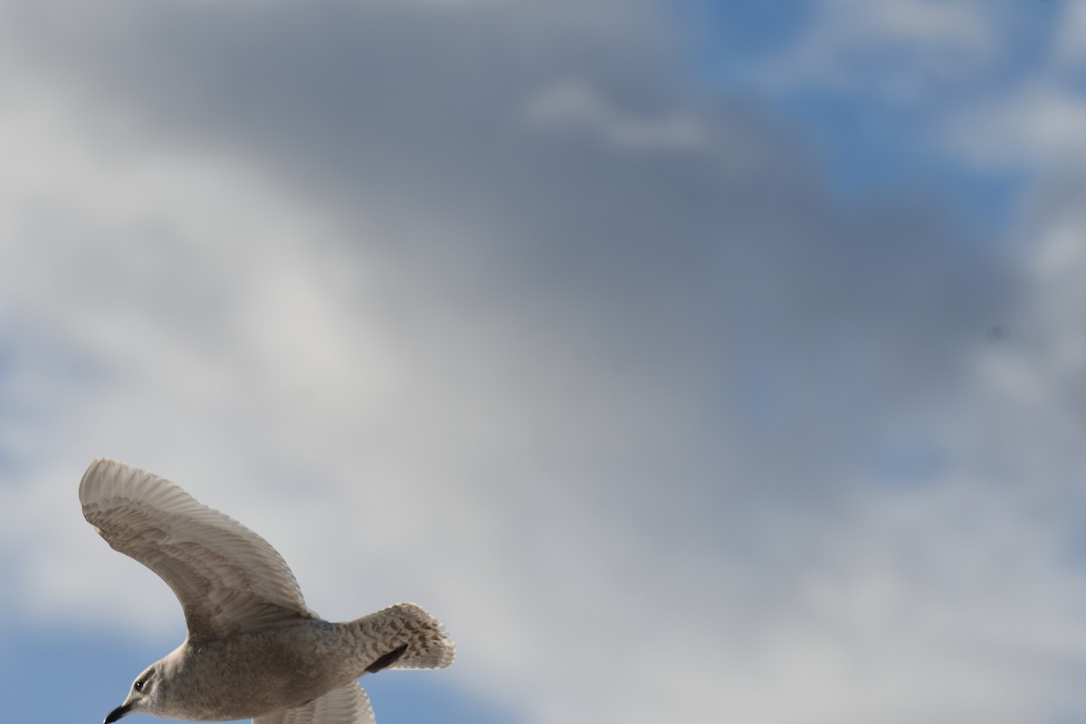 Iceland Gull - ML646750124