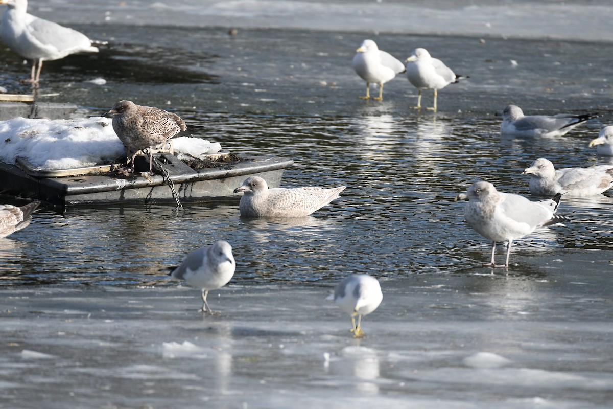 Iceland Gull - ML646750125