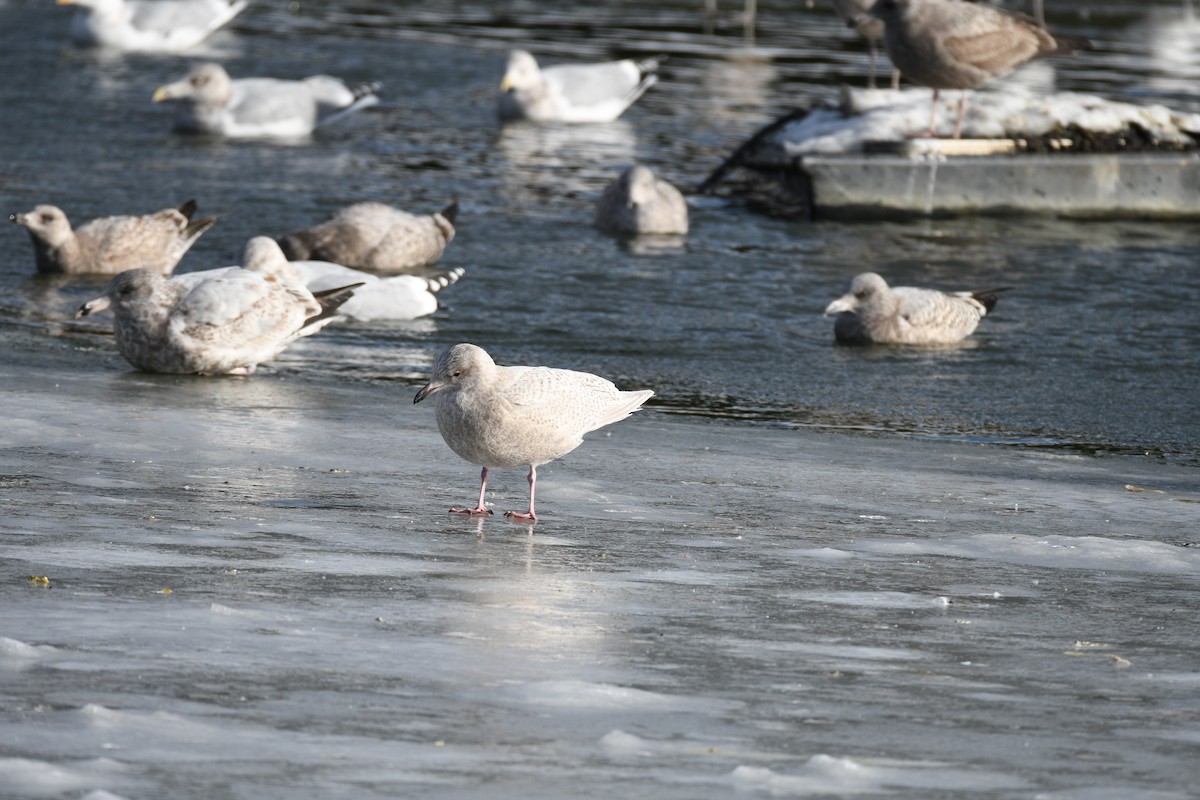 Iceland Gull - ML646750126