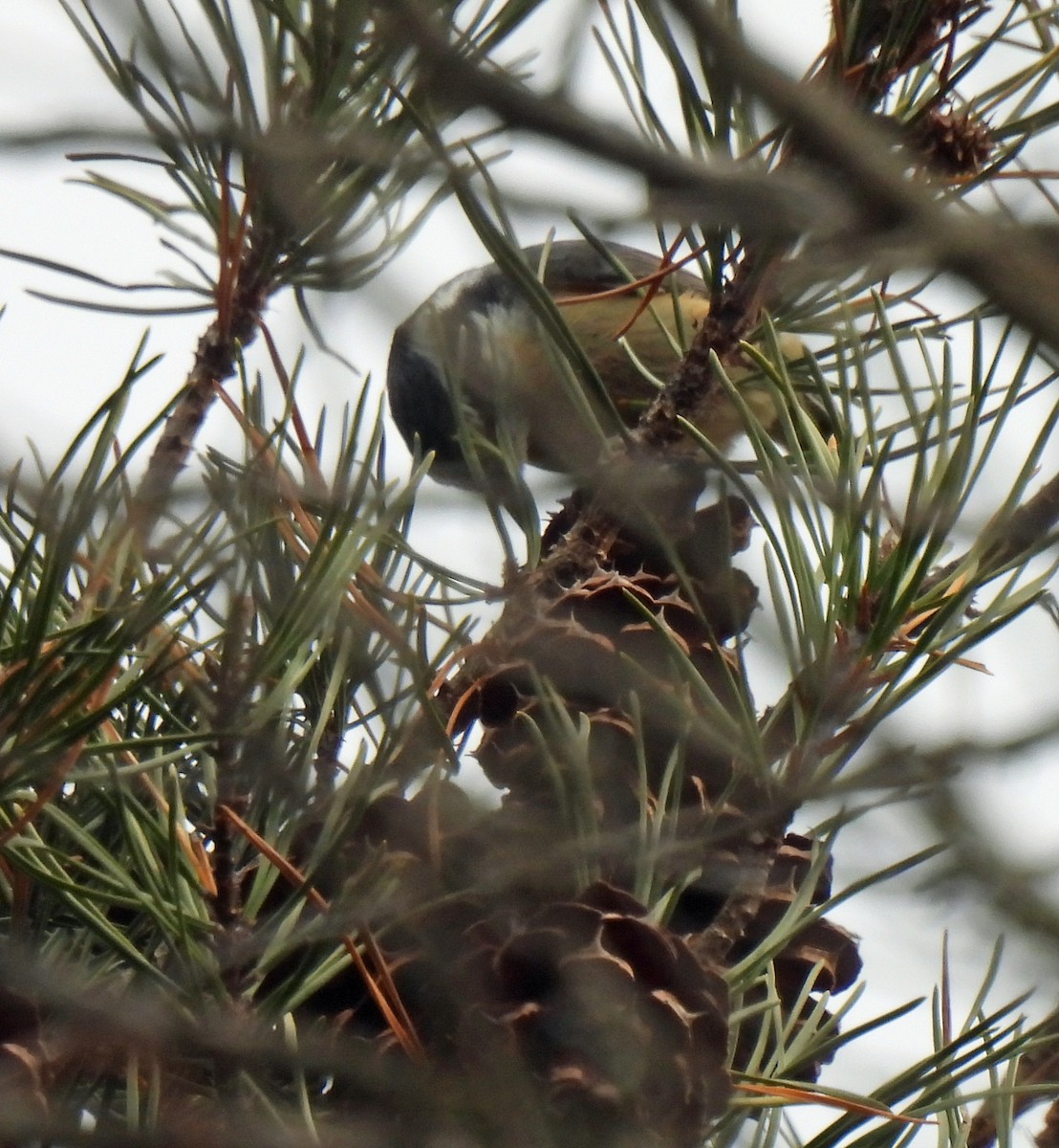 Red-breasted Nuthatch - ML646750127