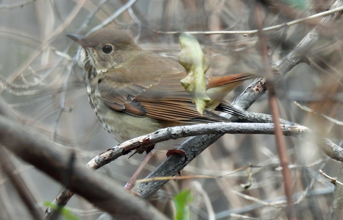 Hermit Thrush - ML646750133
