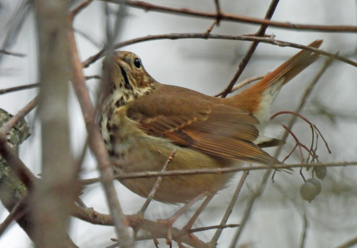 Hermit Thrush - ML646750134