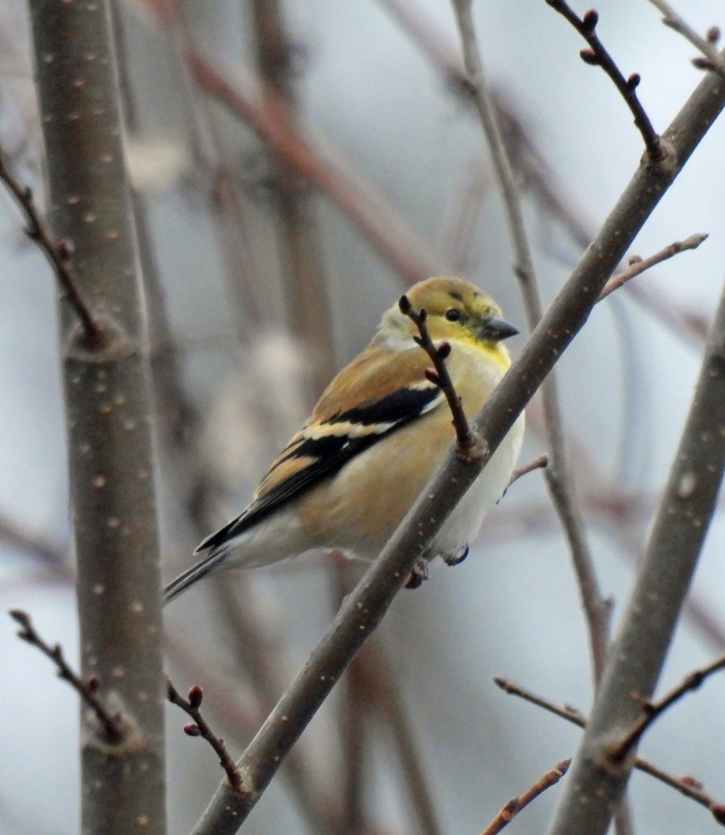 American Goldfinch - ML646750137