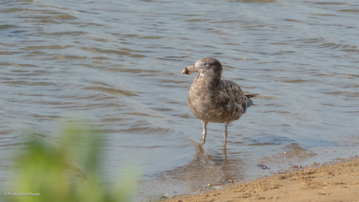 Pacific Gull - ML646750138