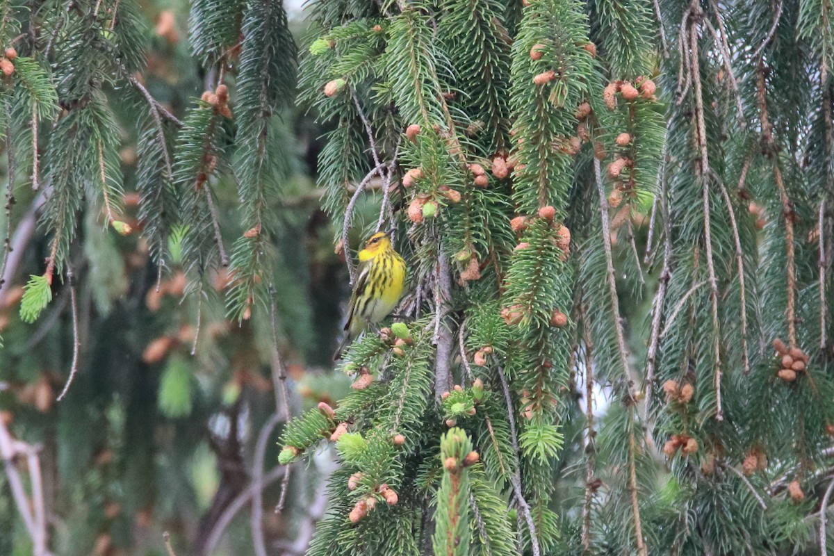 Cape May Warbler - ML646750141