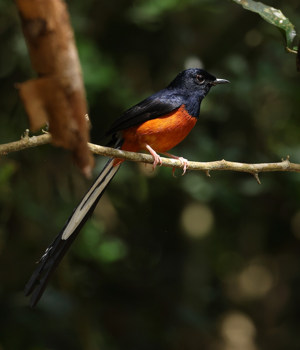 arieshama - ML646750142