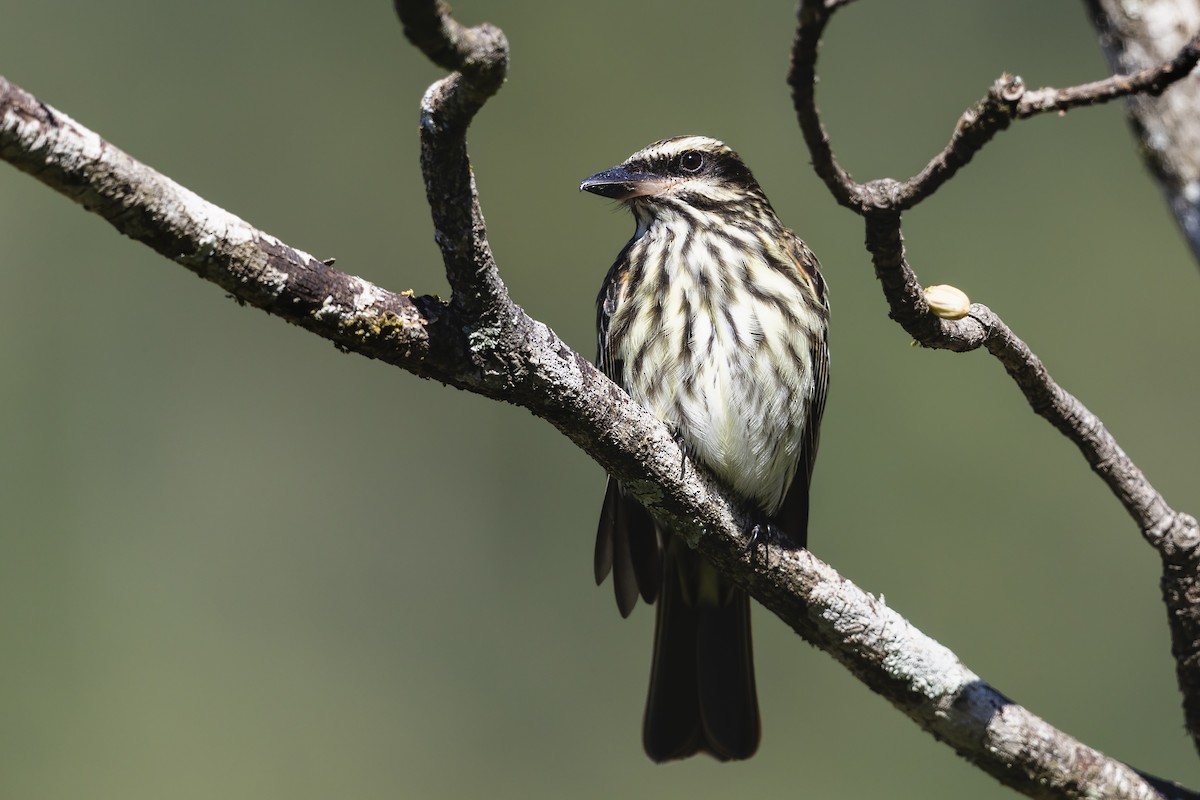 Streaked Flycatcher (Southern) - ML646750146