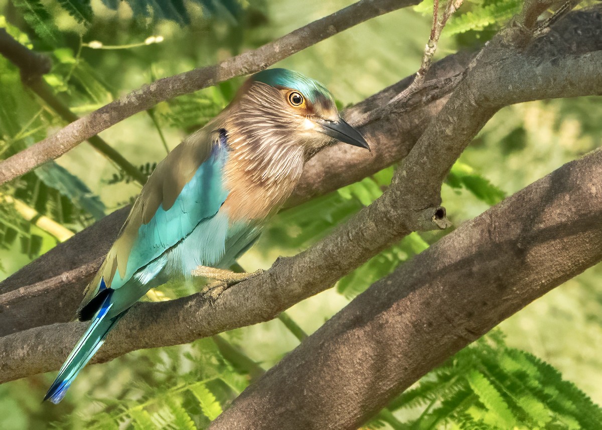 インドブッポウソウ - ML646750147