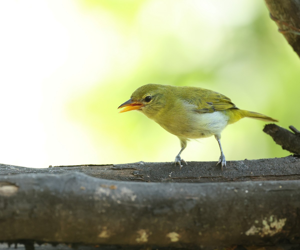 Guira Tanager - ML646750148