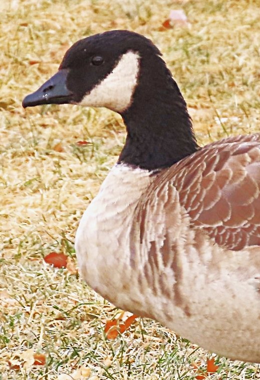 Cackling Goose - ML646750175