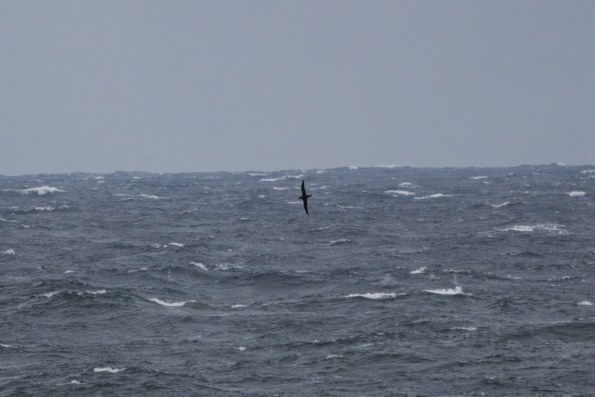 Sooty Shearwater - ML646750176