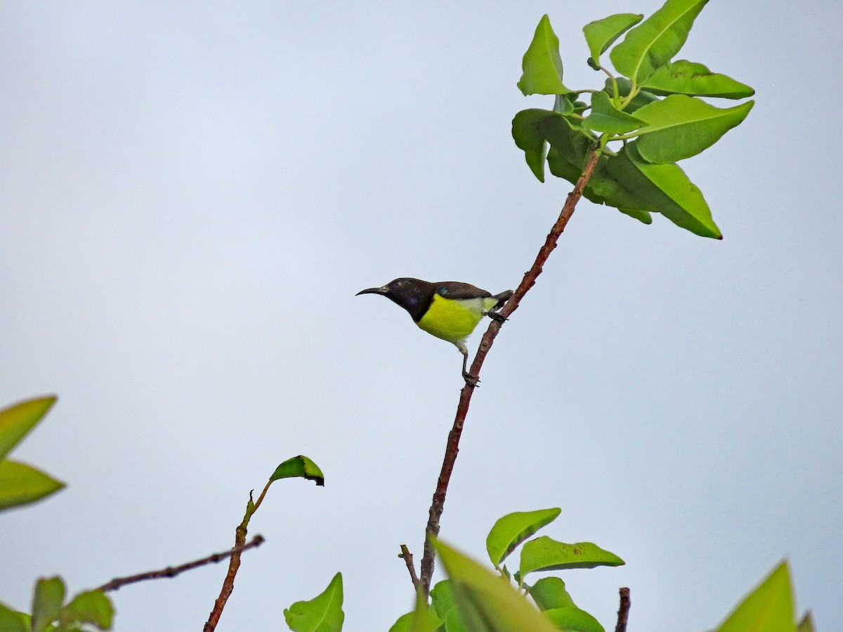 Нектаринка лимонногруда - ML646750178