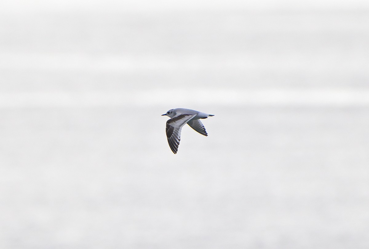 racek malý - ML646750186