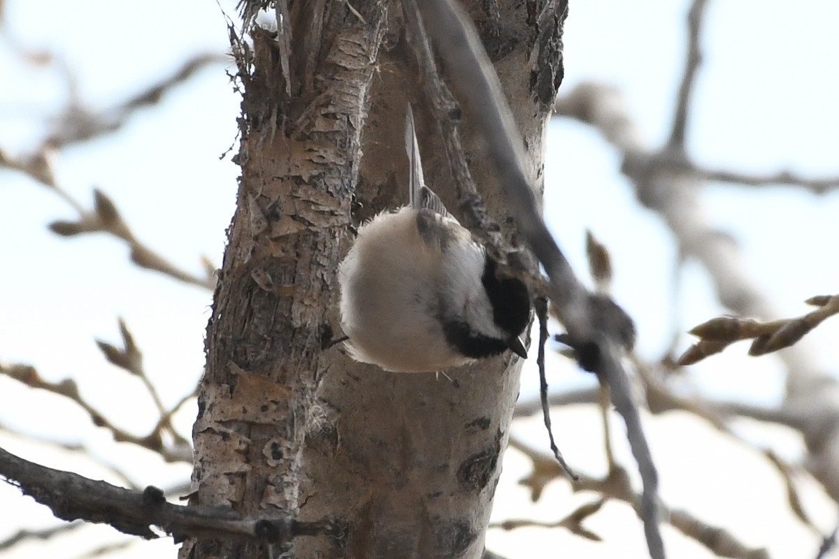 Гаїчка світлокрила - ML646750190