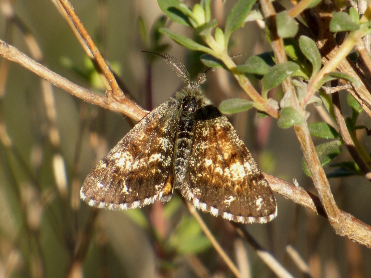 Common Heath - ML646750192