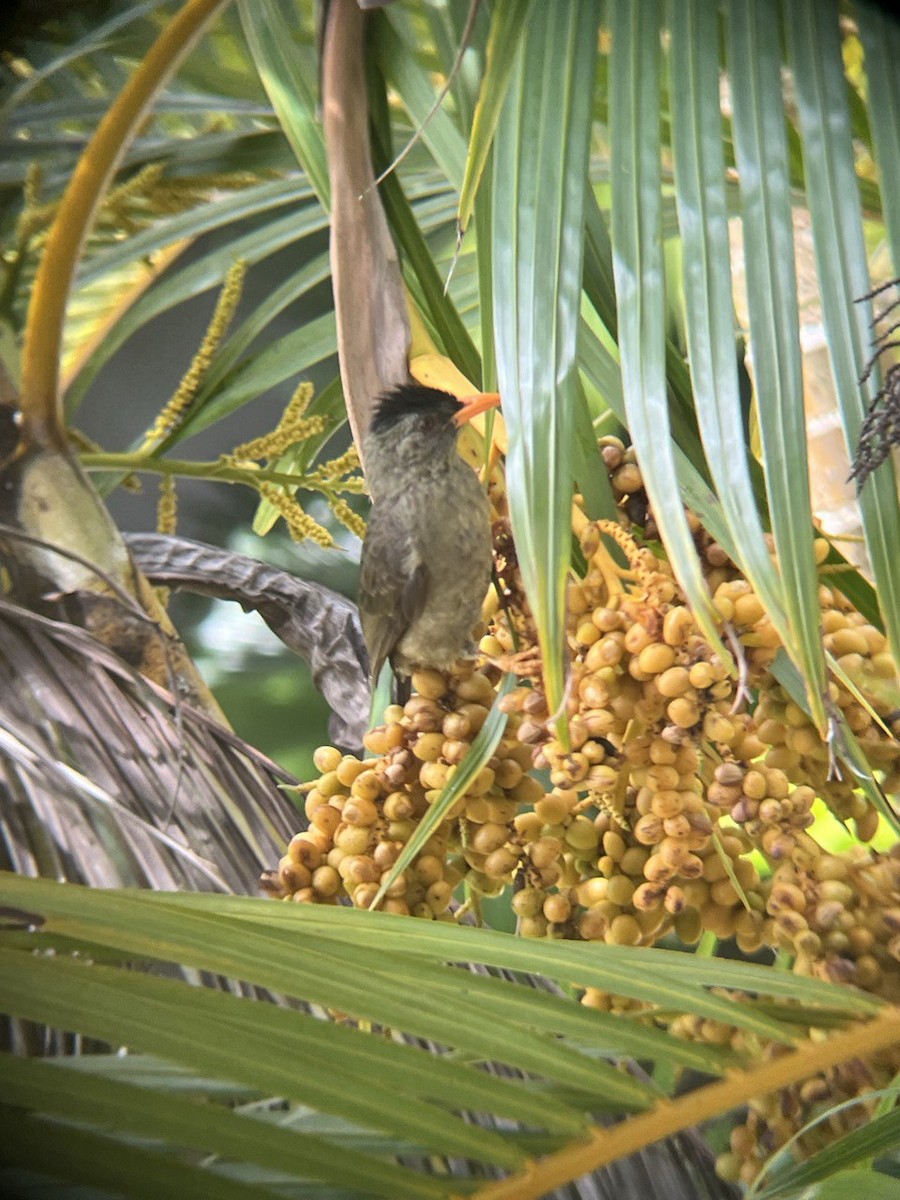 Seychelles Bulbul - ML646750202