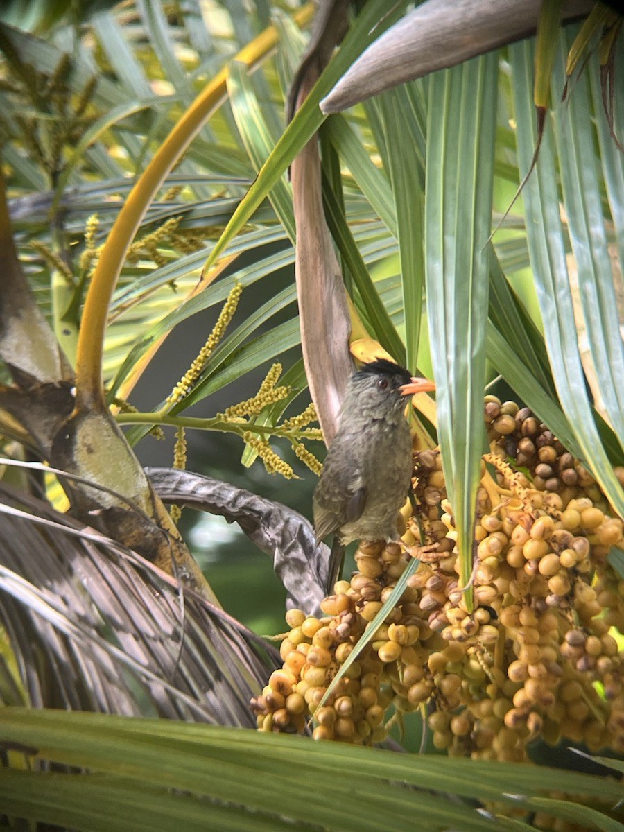 Seychelles Bulbul - ML646750203