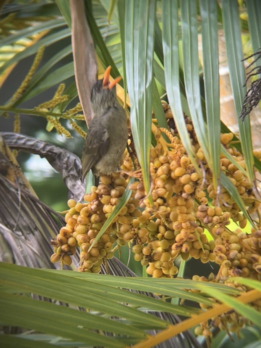 Seychelles Bulbul - ML646750204