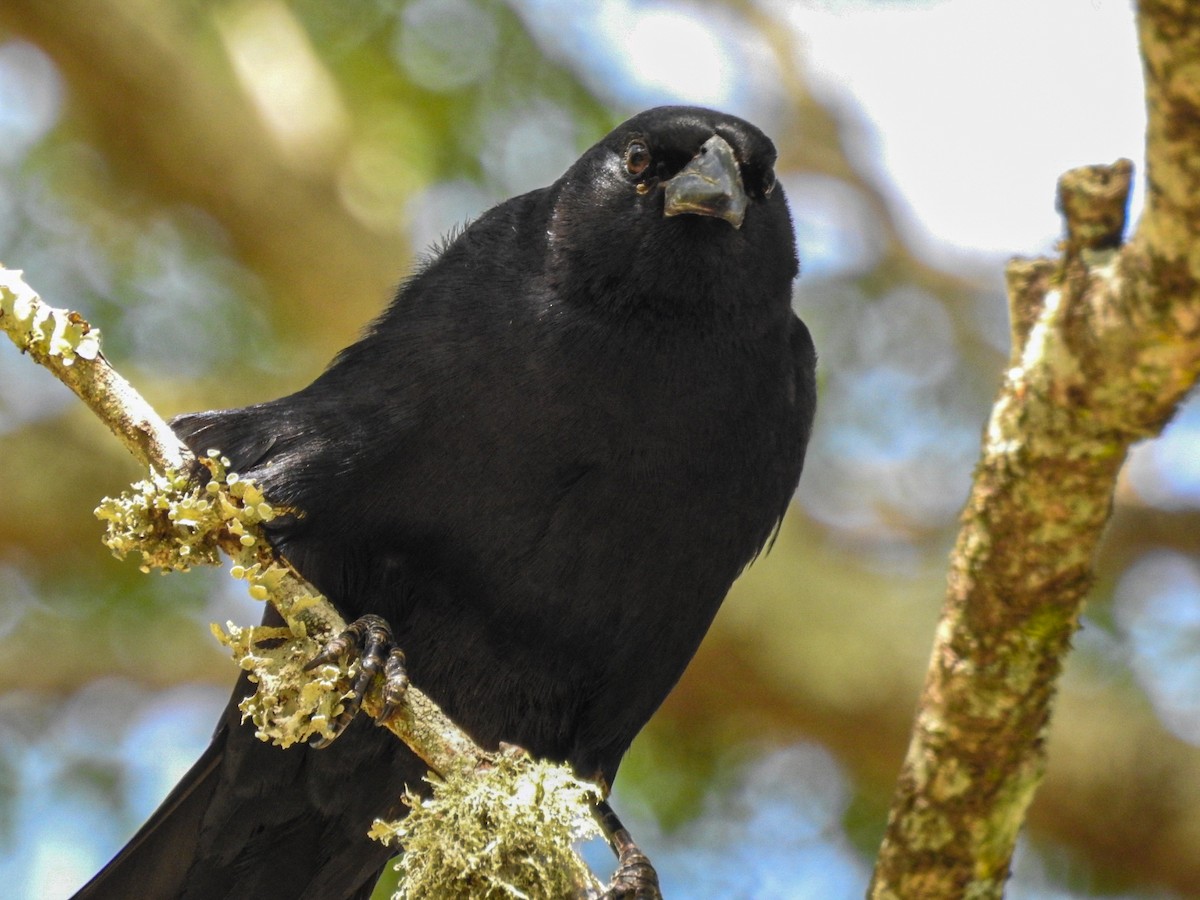 Rotachsel-Kuhstärling - ML646750206