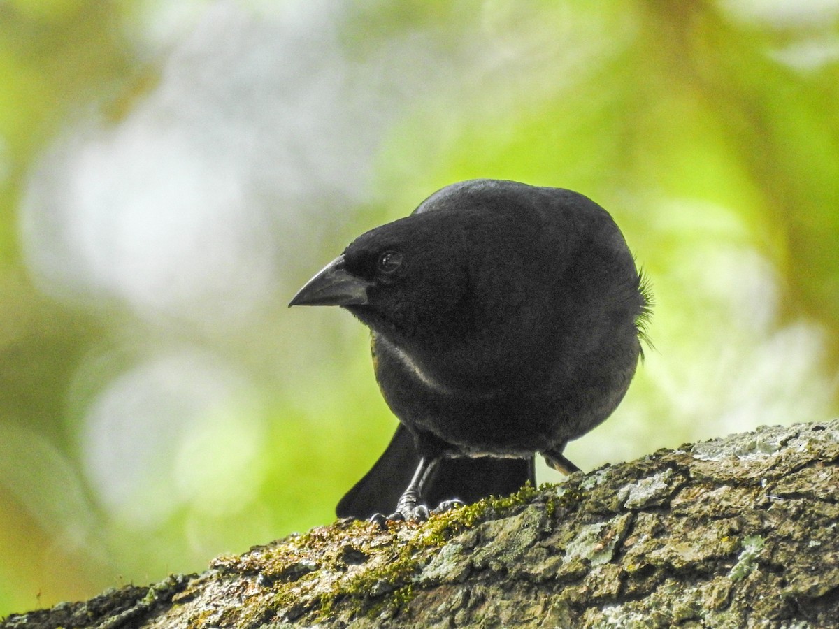 Rotachsel-Kuhstärling - ML646750207