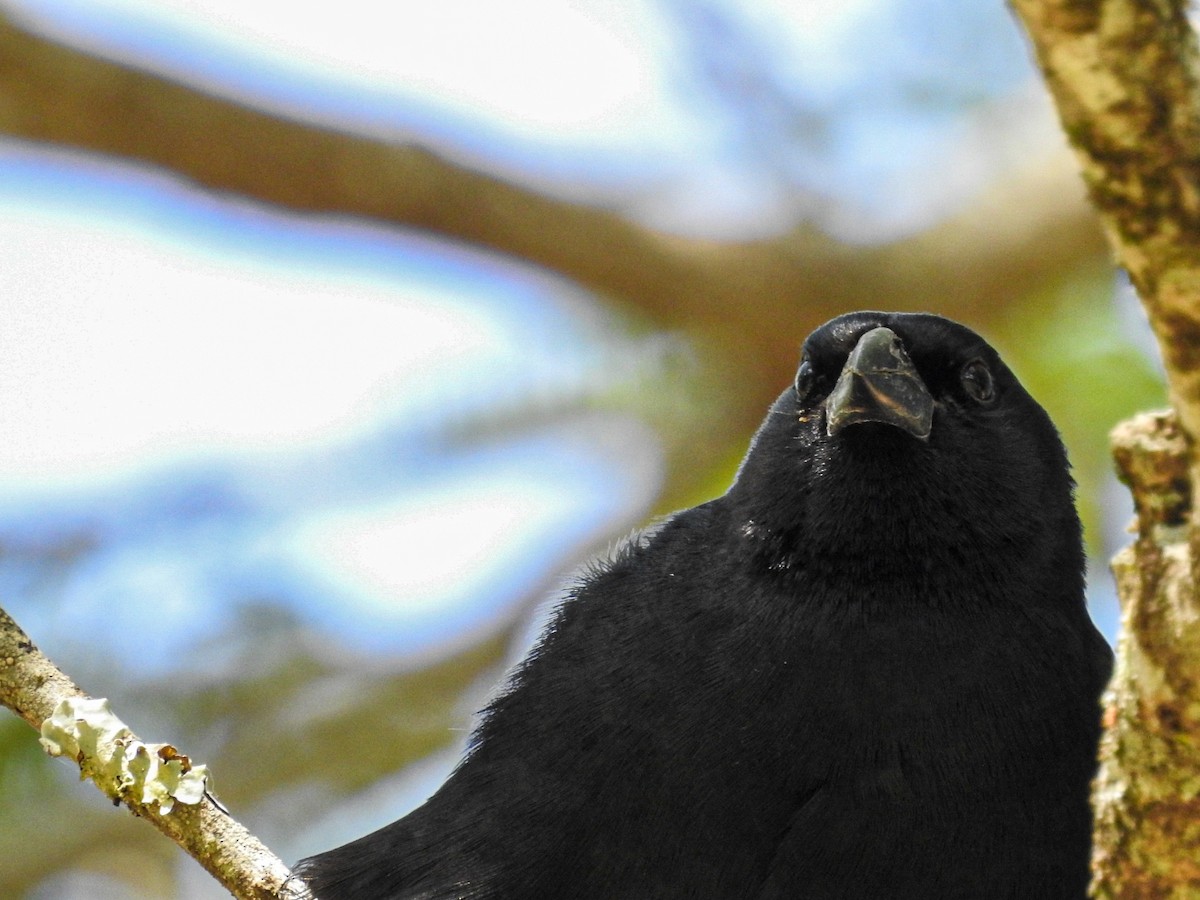 Rotachsel-Kuhstärling - ML646750208