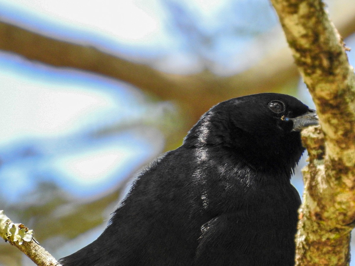 Rotachsel-Kuhstärling - ML646750209