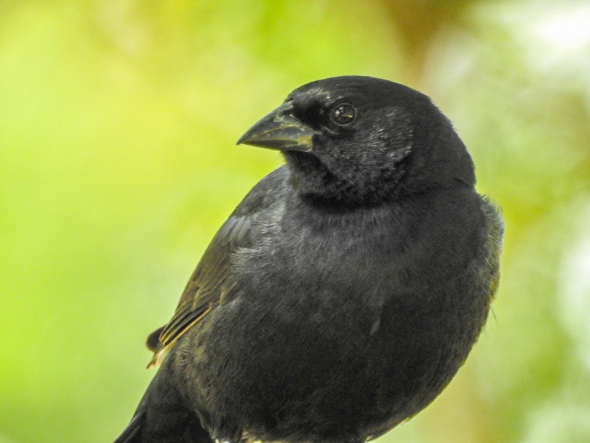 Rotachsel-Kuhstärling - ML646750210