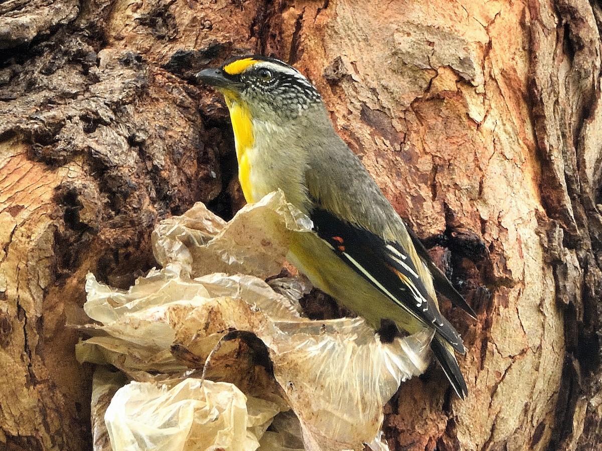 Çizgili Panterkuşu (ornatus) - ML646750211