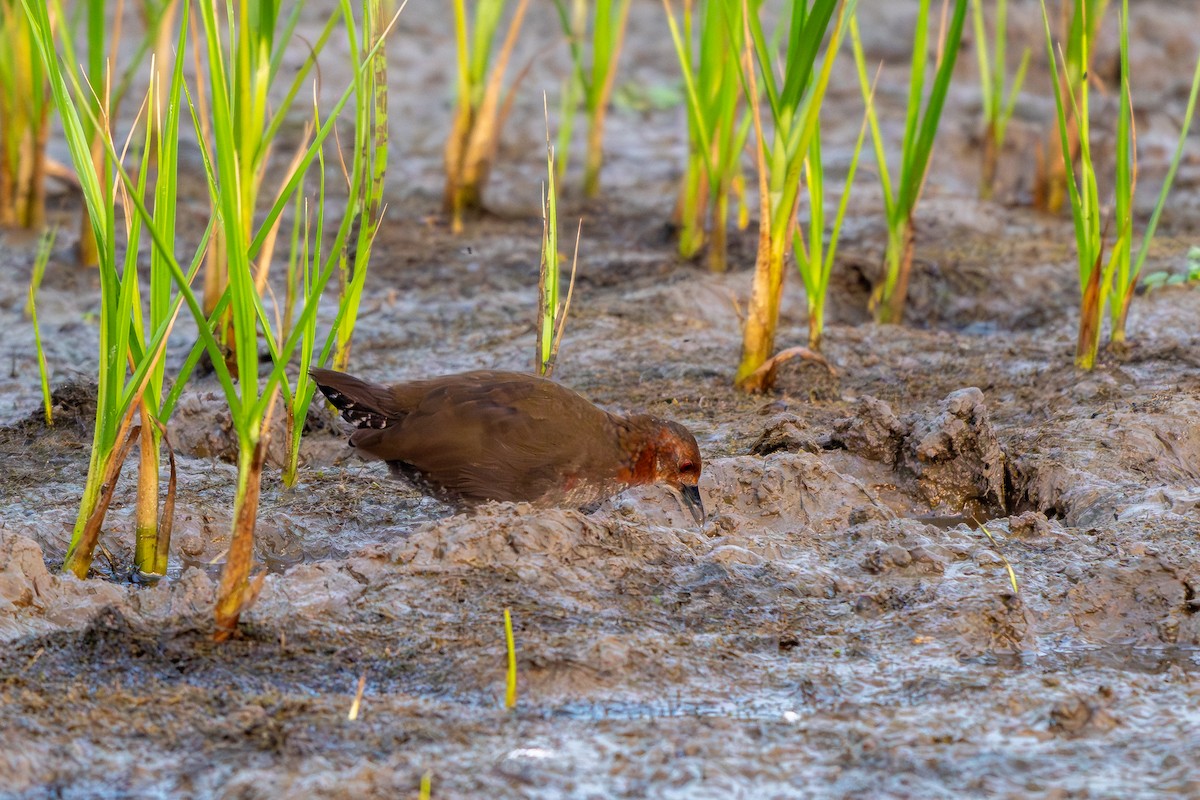 chřástal hnědoprsý - ML646750215