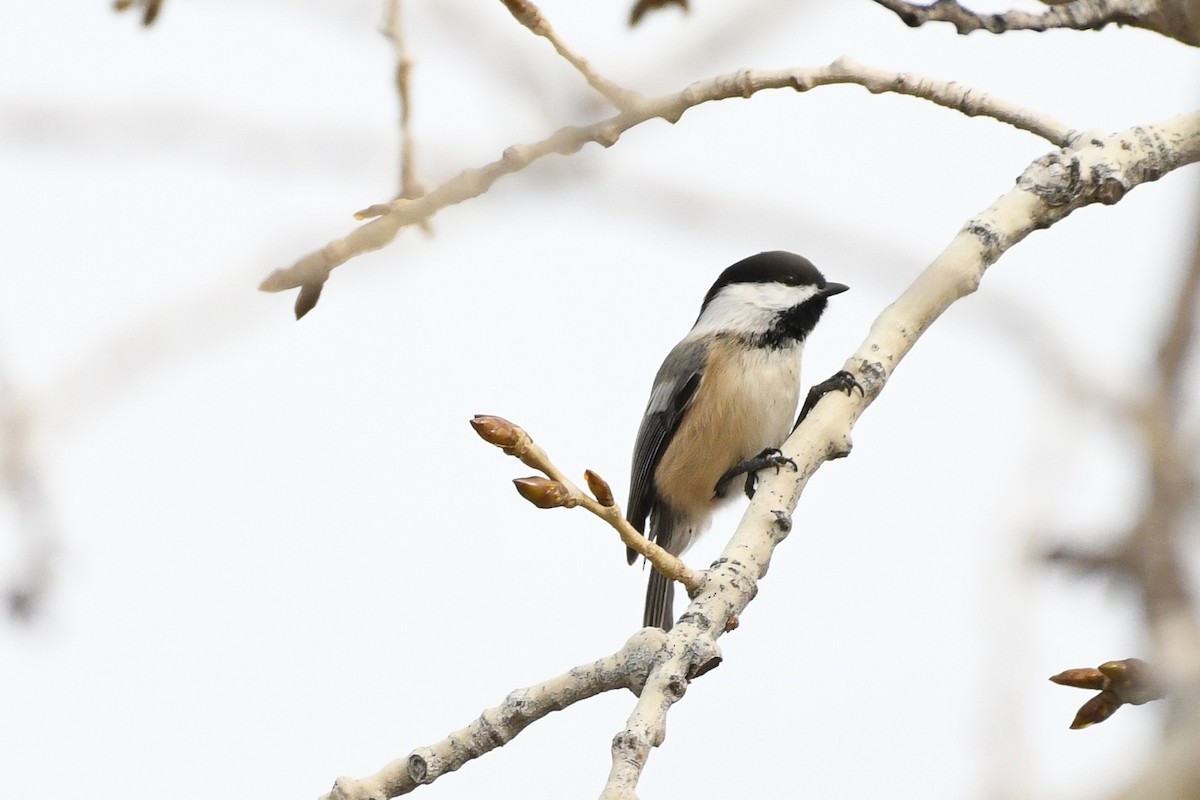 Гаїчка світлокрила - ML646750216