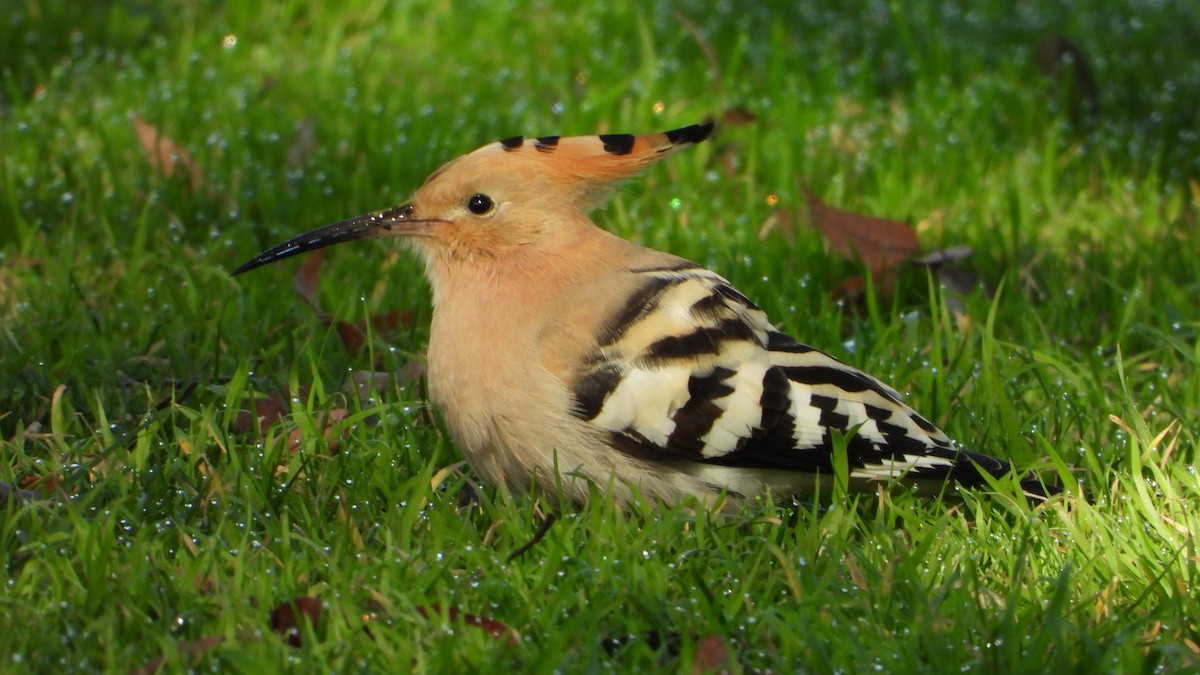 Common Hoopoe - ML646750218