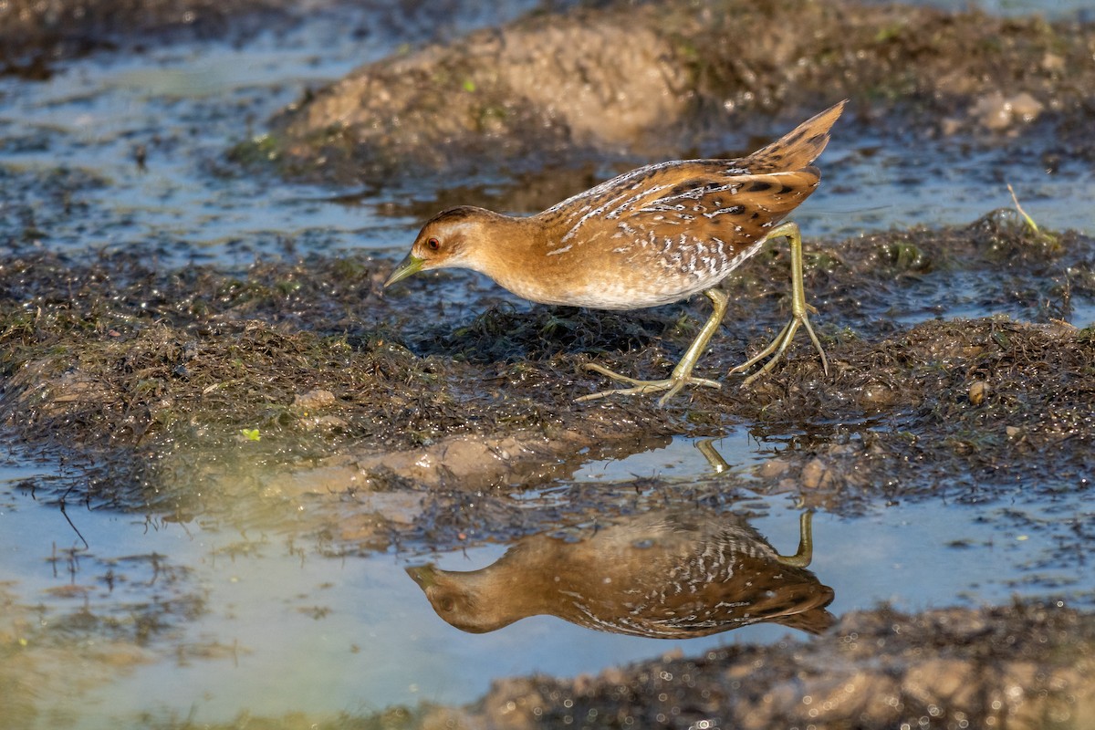 chřástal nejmenší - ML646750227